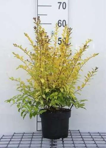 Ligustrum oval. 'Lemon And Lime' - Troène Doré 'Lemon And Lime' 25-30 cm en pot