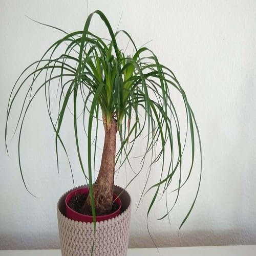 Ponytail Palm Tree Seeds Green 90pcs