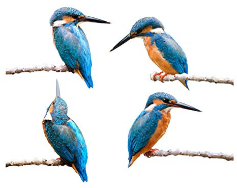 Stickers4 Vogel-Fensteraufkleber zum Schutz gegen Vogelschlag - vier schöne Eisvögel-Glasaufkleber, doppelseitig und selbstklebend zum Schutz gegen Vogelkollisionen