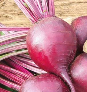 Pezzi - 250x Rossi Bebé Pregare Rossi Rapa Bonel Verdure Piante - Seme K552 - Seeds & Plants Shop by Ipsa