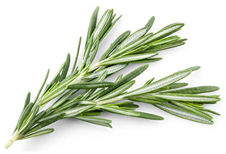 Rosemary Plants, 'Mrs Jessops', Plug Plant Pack, Herb Plants, Indoor or Outdoor, Kitchen Garden, Windowsill, Grow Your Own, Garden Ready and Ready to Plant, Premium Quality Herbs (12)