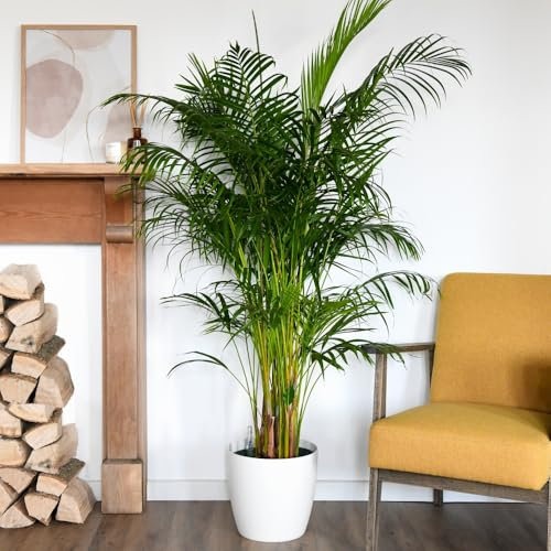 2 x Areca Palm Trees | Areca Dypsis Palm | Golden Cane | Air-Purifying Indoor Plant | Pet-Friendly | Elegant Arching Foliage | Ideal for Home Display - 9cm Pot by Thompson and Morgan