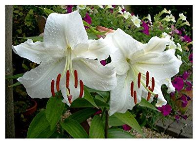 GARTHWAITE NURSERIES® : - 6 Casa Blanca Oriental Lily Bulbs White Trumpet-Shaped Highly Fragrant Perennial