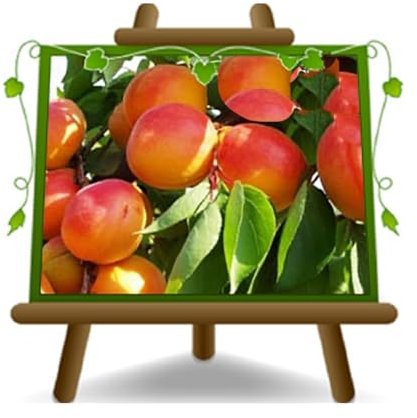 Abricotier pellecchiella sur vase Zolla Plante de Fruit Antique autofertile Max 200 cm – 4 ans