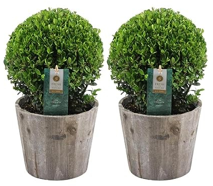Plants by Frank | Echte Stechpalme Kugel | 2x Ilex crenata 'Jenny' kugel im Holztopf | set von 2 Stück | 20 cm Ø durchmesser | Buchsbaum ersatz | Ilex | Gartenpflanzen | Buchsbaum | Herbst Pflanzen
