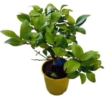Citrus Limon en Maceta de 17cm Árbol Grande Natural - Limonero Cítrico
