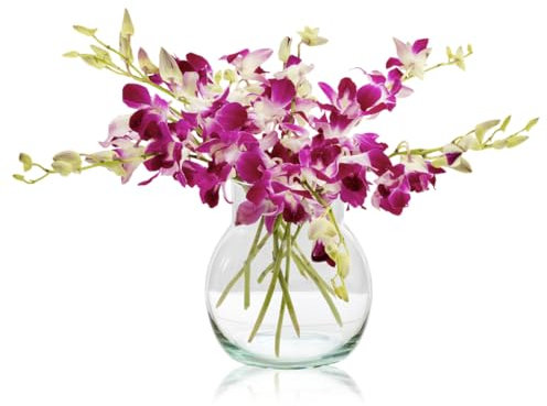 Sendabunch Fresh Singapore Dendrobium Orchids Bouquet - 10 Beautiful Stems for a Touch of Eastern Charm - 14-Day Freshness Guarantee - Perfect for Birthdays, Anniversaries & Special Occasions