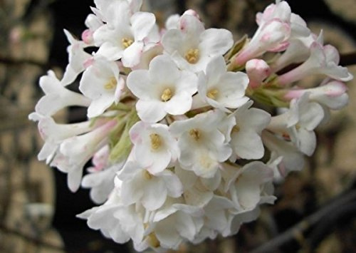 Winterschneeball Deben - Duftschneeball - Viburnum bodnantense - Winterblüher (40-60)
