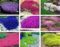 1000 pz semi di timo strisciante tappezzanti， Ad alto rendimento perenni facili da coltivare per prato ， per Giardino, Balcone e Cortile(Colori misti)