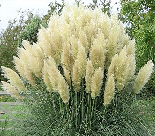 Stauden Gänge 1 x Cortaderia selloana 'White' im 1 Liter Topf (Ziergras/Gräser/Winterhart/Mehrjährig/Immergrün) Weißes Pampasgras - Majestätische, schneeweiße Federn für Ihren Garten