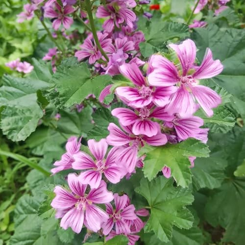 Semillas de malva, de balcón Semillas de Malva Silvestre, Malva Sylvestris, resistentes para el jardín regalos sostenibles 300pcs