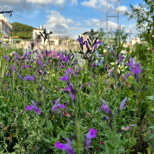 salbei balkon kräutergarten indoor herbstblumen salbeisamen deko wohnzimmer gartenpflanzen heilkräuter nachhaltige geschenke teingartenpflanzen winterhart gartenblumen luftreinigende 500samen