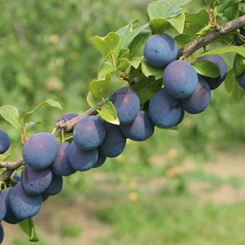 Thompson & Morgan Hardy Damson Plum Fruit Tree ‘Merryweather’ Bare Root Plant, Highly Attractive to Pollinators, High Yielding Ideal for Kitchen Gardens, Allotments, Patio and Containers
