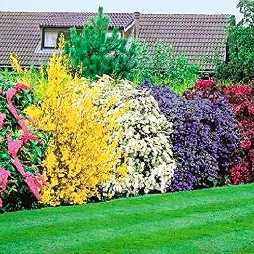 Mixed Shrub Plants | Colourful Hardy Outdoor Garden Pots Borders | 5 Plants