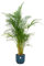 Palma d'Areca compreso Vibes Fold Round blu - 150-160cm - Ø30cm - Pianta d'appartamento - Set completo - Pianta con vaso