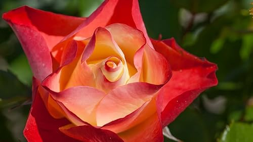 Beetrose Origami ® im 5 Liter Rosentopf