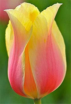 Virtue Cheap 100Pcs Tulip Seed Tulip Flower Beautiful Tulipanes Flower Plant For Garden Plants (Not Tulip Bulbs) Flower Symbolizes Love 5: Only Seeds