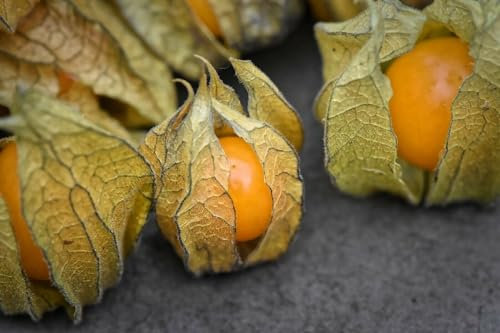 Buy4seeds Cape Gooseberry PHYSALIS PERUVIANA 300 Seeds Easy to Garden Yard Patio