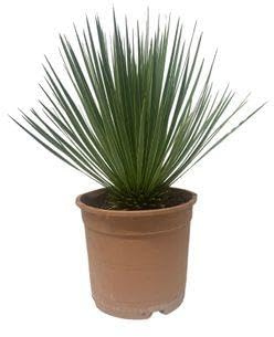 Palmlilie - Yucca Rostrata - Zimmerpflanze - 60cm - ø24cm