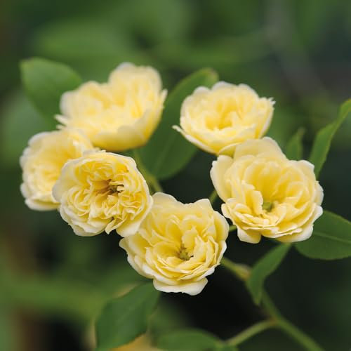 Rosa rampicante Gialla Banksiae Lutea pianta di rose rifiorente in vaso ø9 cm Vivaio di Castelletto