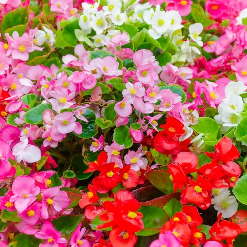 Begonia Organdy Mixed - Begonias Plants Garden Ready - Begonia Plug Plants for Planting Now UK - Flowering Garden Plant for Bedding, Pots and Containers - 6 Pack