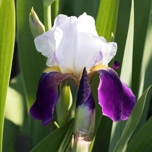 9 pezzi bulbi iris - bulbi primavera primavera letti elevati per giardino giardino rocce resistenti, resistenti per