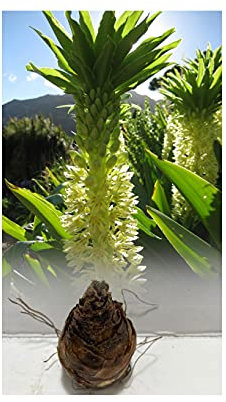 GARTHWAITE NURSERIES® : - UK Stockist : - 1 Eucomis Autumnalis (Pineapple Lily) Bulbs Size 12/14 White Fragrant Tropical Summer Flowering Perennial
