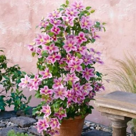 Clematide Piilu (para jardin, balcón y patio) – Maceta de 1.5 litro (Planta trepadora - Clematis - Planta adulta) - Resistente a las heladas: excelente | ClematisOnline