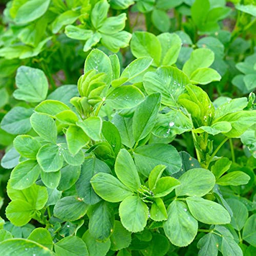 Green Manure - Alfalfa Seeds - 10 Grams