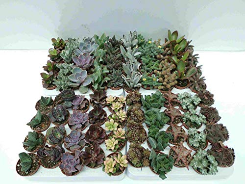 PCMOVILES 10 CACTUS SUCULENTAS SIN PINCHAS NATURALES DIFERENTES EN MACETA DE 5CM