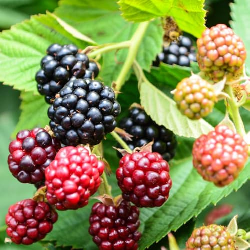 BlackBerry Little Black Prince Thornless Compact Patio Fruit Bush Ever-Bearing Large Sweet Juicy Berries Perfect for Containers Easy Grow 2X 3 Litre Pot by Thompson and Morgan