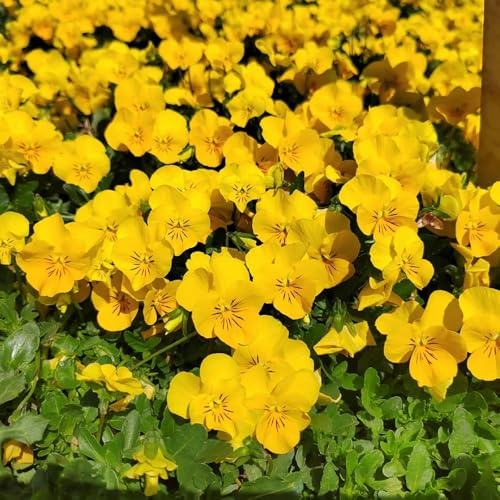 semi resistenti viola del pensiero - Balcone resistenti di viola del pensiero, decorativi, 400pcs