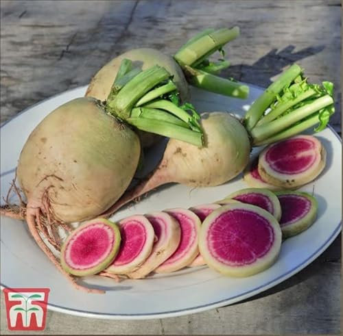Daikon Radish 'Misato Rose Flesh' F1 Hybrid Raphanus sativus Oriental Winter Watermelon Radish Mooli Hardy Annual Easy to Grow Your Own Veg Plants 1x Pack (Approx. 150 Seeds) by Thompson and Morgan