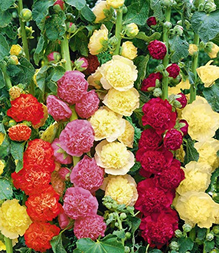 NIKA SEEDS - Seeds Flowers Hollyhock Double Mix Perennial - 50 Seeds