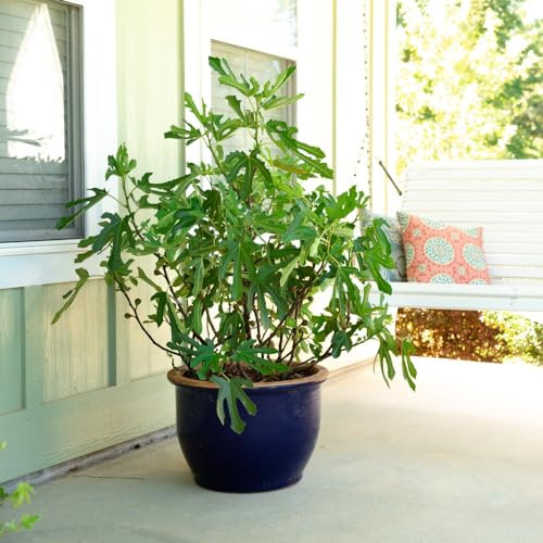 Dwarf Fig Plant Patio Fruit Tree ‘Little Miss Figgy’ Ficus carica Common Fig Hardy Shrub Plants Easy to Grow Your Own Ourdoor Garden Fruit Trees Supplied in 3L pots by Thompson and Morgan