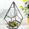 BFYDOAA Geometrisches Terrarium, Klares Glas, Rautenform, Tisch-Pflanzgefäß für Luftpflanzen, Sukkulenten, Farn, Moos, DIY-Miniatur-Feengarten (12x12x14 cm)