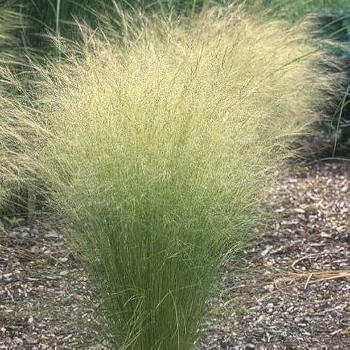 Pony Tails Stipa Tenuissima Ornamental Grass Plug Plant Mexican Feather Grass Nassella Tenuissima (Set of 3)
