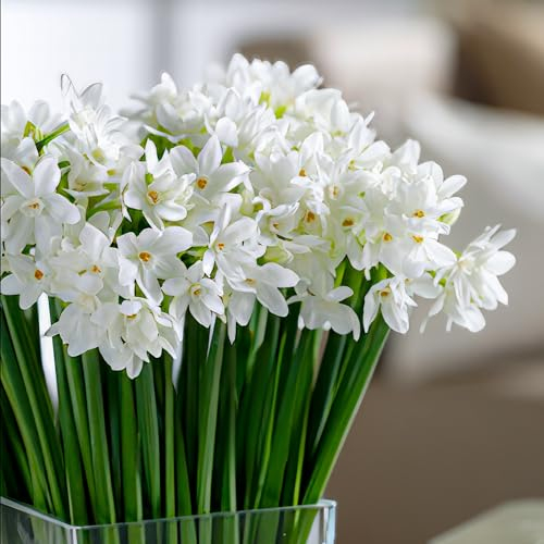 Bulbi Fiori Perenni da Esterno - 25 Bulbi di Narciso Paperwhite Profumati - Fioritura estiva - Piante e fiori esclusivi dall'Olanda - per giardino e vaso (non semi, non artificiali)