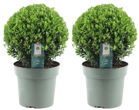 Agrifoglio – Ilex crenata 'Jenny' – Ø 25 cm – 2 pezzi