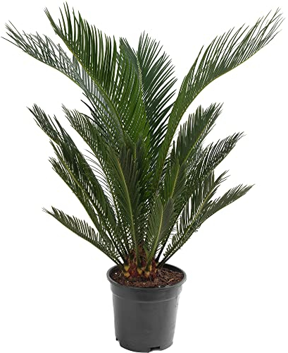 Sago Palm Large Indoor House Plant Real Evergreen Cycas Revoluta Tall Big Exotic Rare Plants (50-60cm (Incl. Pot))