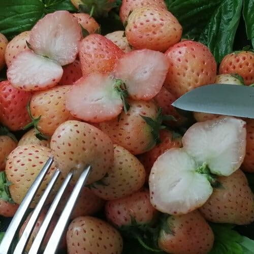 Plant World Seeds - Strawberry Peachberry Seeds (Berry Seeds)