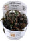 Tropica Hygrophila pinnatifida 1-2-GROW!