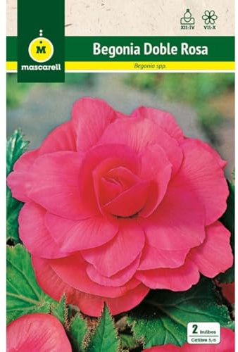 Mascarell Semillas, BEGONIA DOBLE ROSA, Semillas Bulbosas, Bulbos de Flores Primavera Fácil de Cultivar, Bolsa 2 Bulbos