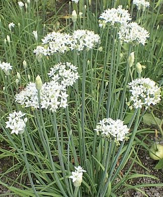 Herb Seeds for Planting UK Indoor Outdoor Plants Chives, Basil, Coriander - Grow Your Own UK Fresh (Garlic Chives 700 Seeds)