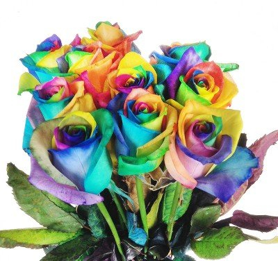 Bunte Blumen: 10 echte Regenbogen Rosen - Langstielig - Vasenfertig - Frische Rosen von Rosenbote