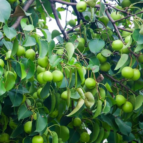 semillas de espino - exóticas para decoración de balcones semillas cama elevada para balcón columnar resistente, 200pcs