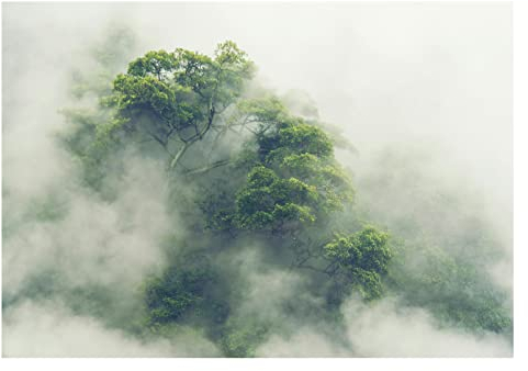 WallArena - Vlies Fototapete Wald Nebel Regenwald Tropischer Dschungel Bäume 368x254 cm - Fototapeten Tapeten für Wohnzimmer Schlafzimmer Vliestapete Wandtapete Tapete 3D Effekt- inkl. Kleister