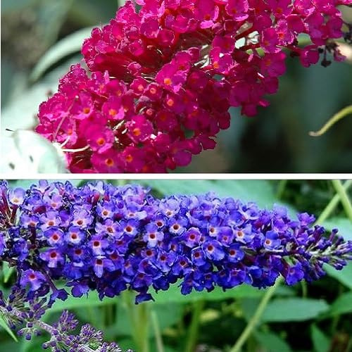 2 x Buddleja (lilla estiva): Royal Red (rosso) + Empire Blue (blu) | perenne e resistente all'inverno – Buddleia | 2 x vasi da 1,5 litri