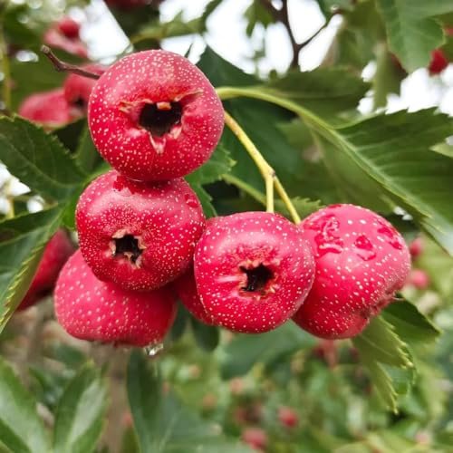 Semillas de espino,fruta columnar resistente,decorativas Las perennes son perennes resistentes. jardín 20pcs