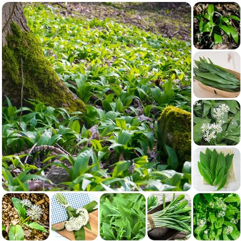 semillas de ajo silvestre de invierno, aromáticas ajo silvestre resistentes, interior perennes cocina jardín 400pcs